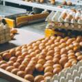 Farm-Fresh Eggs for Healthier Choices